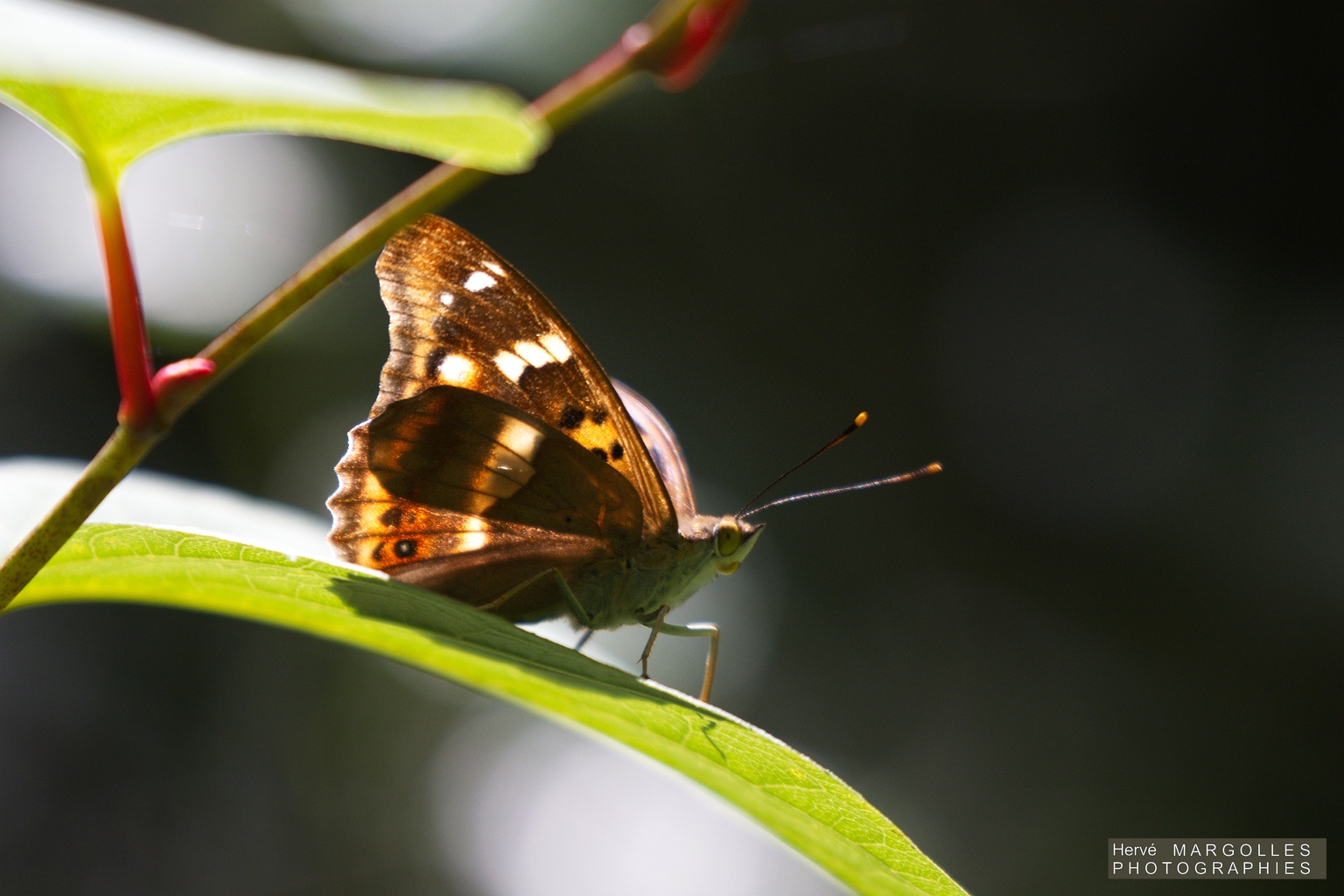 Papillon_Petit Mars.jpg
